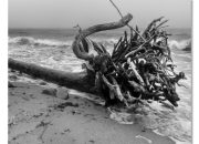 Coastal driftwood wall decor