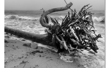 Coastal driftwood wall decor