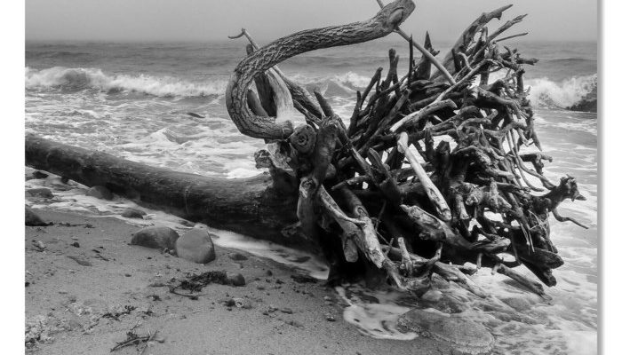 Coastal Driftwood Wall Decor Oceans Embrace