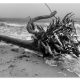 Coastal Driftwood Wall Decor Oceans Embrace