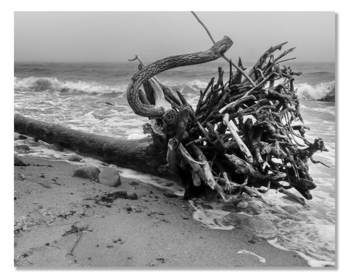 Coastal driftwood wall decor